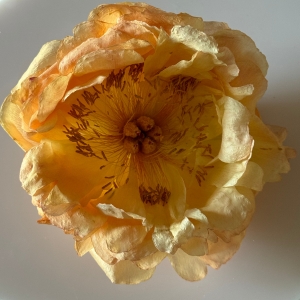 Gedroogde bloem
