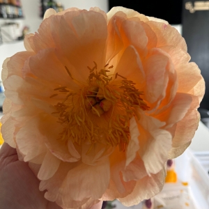 Verse bloem
